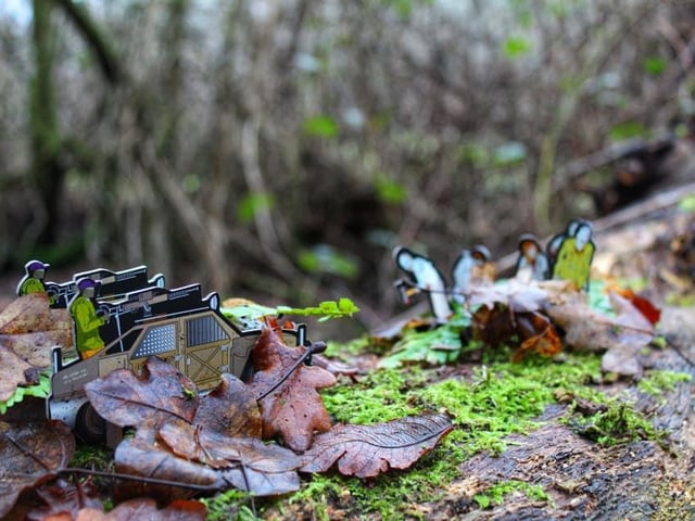 Woodland close up by Amanda Best.