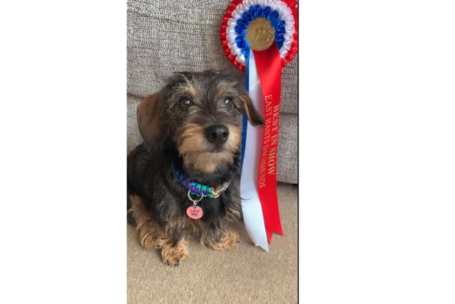 Betty, owned by Rachel Hibbert, who said: 'We are really excited that Betty won Best in show and Best Puppy in the online dog show. It was lovely to have a distraction in what has been quite a stressful time.'