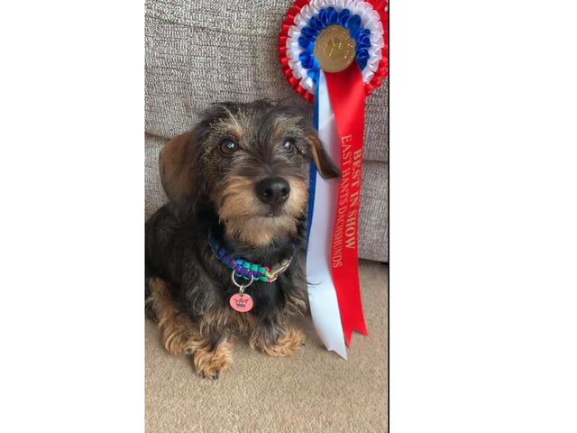 Betty, owned by Rachel Hibbert, who said: 'We are really excited that Betty won Best in show and Best Puppy in the online dog show. It was lovely to have a distraction in what has been quite a stressful time.'