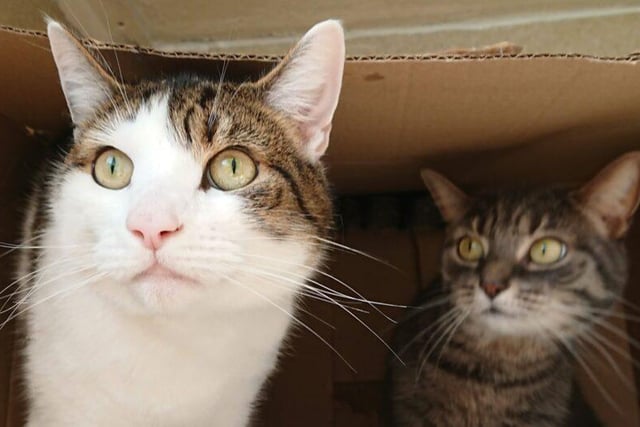 Poppet and Simba are a very sweet sister and brother duo who are looking for a home together. They are both shy cats, but when they get to know you they are affectionate. They may suit a family with high school aged children