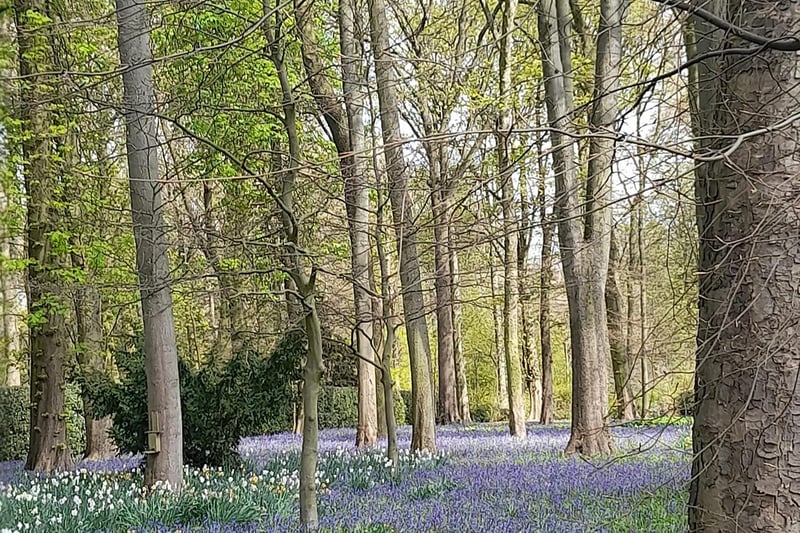Caroline sent in this lovely picture of the trees at Renishaw Gardens.