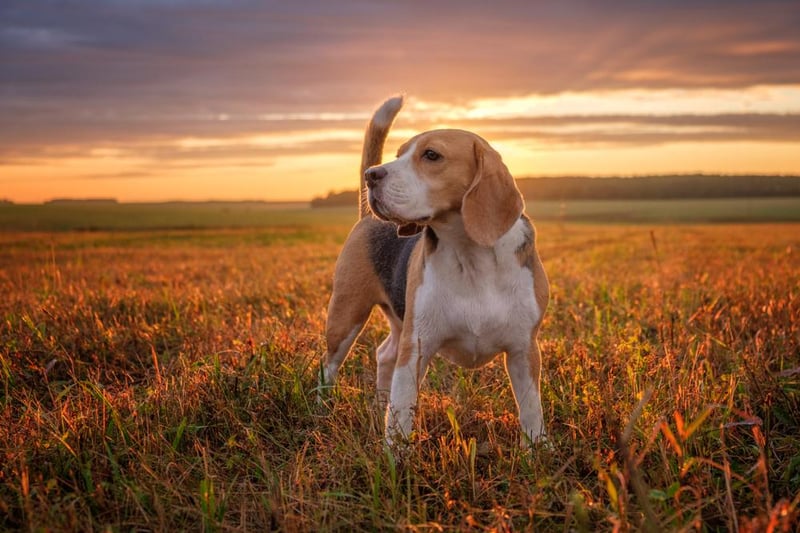 In Portugal, the loving and distinctive Beagle was found to be the country’s popular breed of dog.