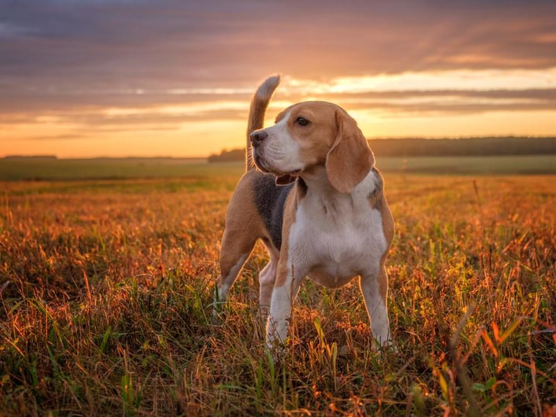 In Portugal, the loving and distinctive Beagle was found to be the country’s popular breed of dog.