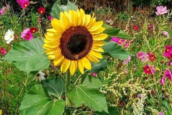 It's sunflower season with these goregous rays of sunshine growing tall in gardens across Doncaster. Taken by @ianjamesstubbs
