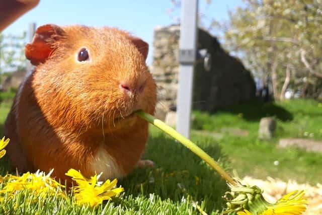 Caramel the guinea pig is one of the animals that has had to be rehomed