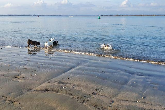 Juno, Dakota, Poppy and Martha enjoying a walk at West Wittering Beach. Picture: Lynda Lister