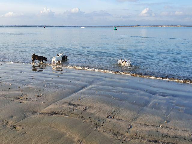 Juno, Dakota, Poppy and Martha enjoying a walk at West Wittering Beach. Picture: Lynda Lister