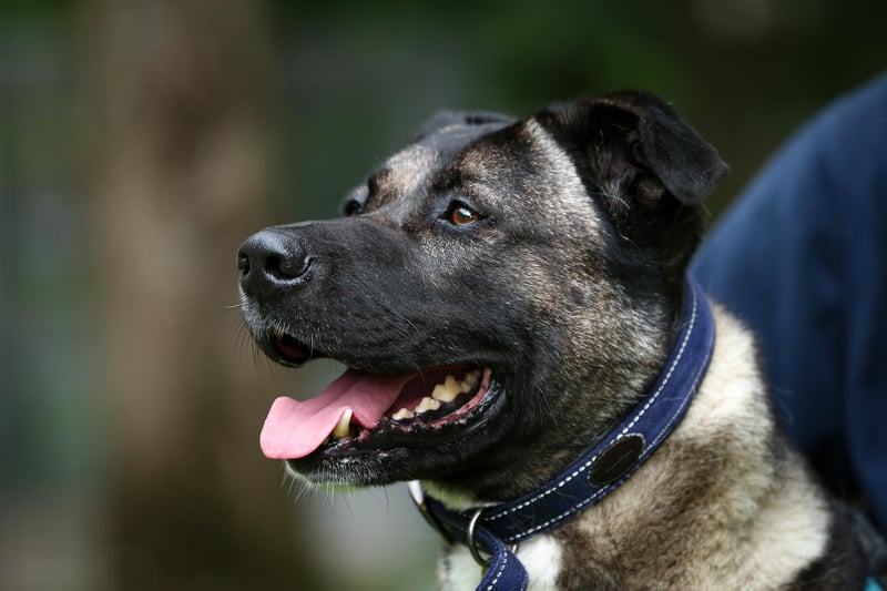 Rocky is the life and soul of the party. An energetic yet lovable Akita cross who needs plenty of attention and belly rubs! Rocky would flourish in a family environment and enjoys socialising. Large dog breed experience is required when adopting handsome Rocky and he cannot live with other dogs or cats. He also cannot be rehomed in Gosport.