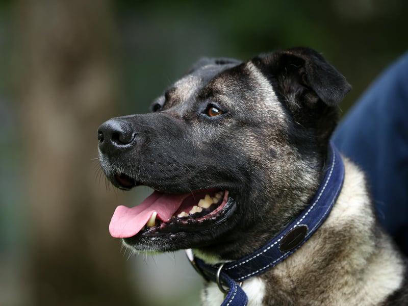 Rocky is the life and soul of the party. An energetic yet lovable Akita cross who needs plenty of attention and belly rubs! Rocky would flourish in a family environment and enjoys socialising. Large dog breed experience is required when adopting handsome Rocky and he cannot live with other dogs or cats. He also cannot be rehomed in Gosport.