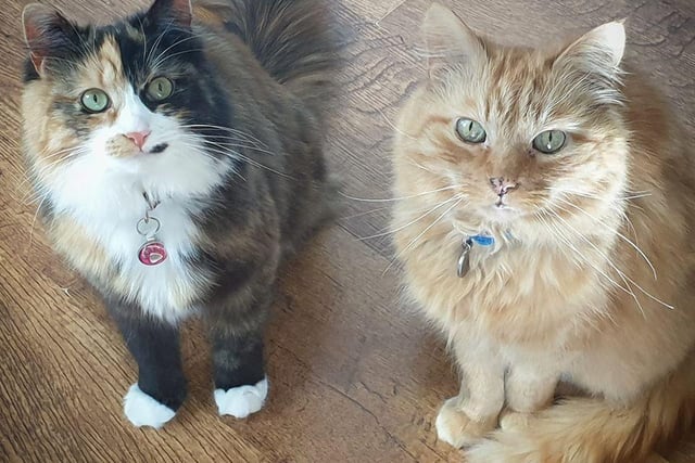 Carlotta Anna said her cats Hazel and George are enjoying having her at home more so there's more chance of them being given nibbles.