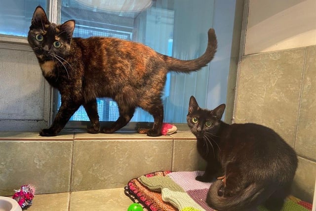 Bella and Pixie are a bonded pair so are looking to find their forever home together. They are quite shy and reserved so would benefit from a family that understand this and will give them time to come out of their shell.