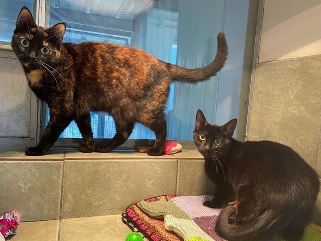 Bella and Pixie are a bonded pair so are looking to find their forever home together. They are quite shy and reserved so would benefit from a family that understand this and will give them time to come out of their shell.