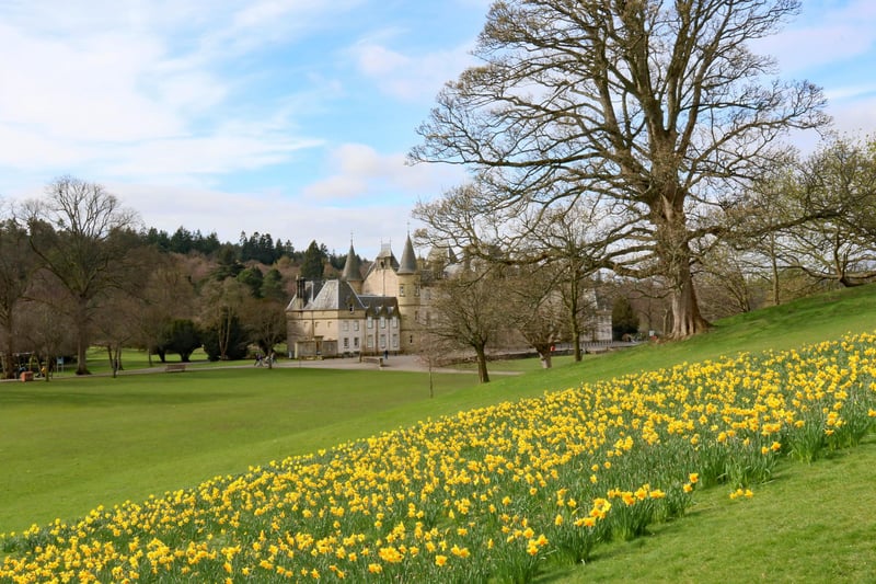 Daffodils at Callendar Park (Pic: Charles Colliar)