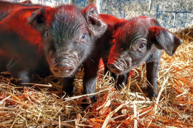 Heeley City Farm has nine new piglets (photo: Heeley City Farm)