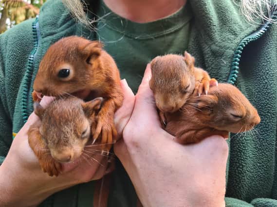The baby Red Squirrels.