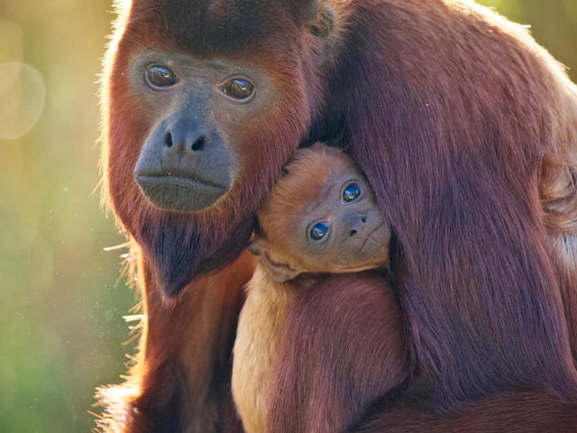 Yorkshire Wildlife Park welcomed Pablo in the autumn. The baby red howler monkey was born in October and spent the next few months clinging tightly to his mum, while being supervised by park keepers. His mum and dad, Geronimo, both brightly coloured and vocal Venezuelan Red Howlers (Alouatta seniculus), only arrived at the park earlier this year. Red Howler Monkey males have a huge part to play in the rearing of young in their groups, and Pablo has already been seen interacting a lot with his dad.