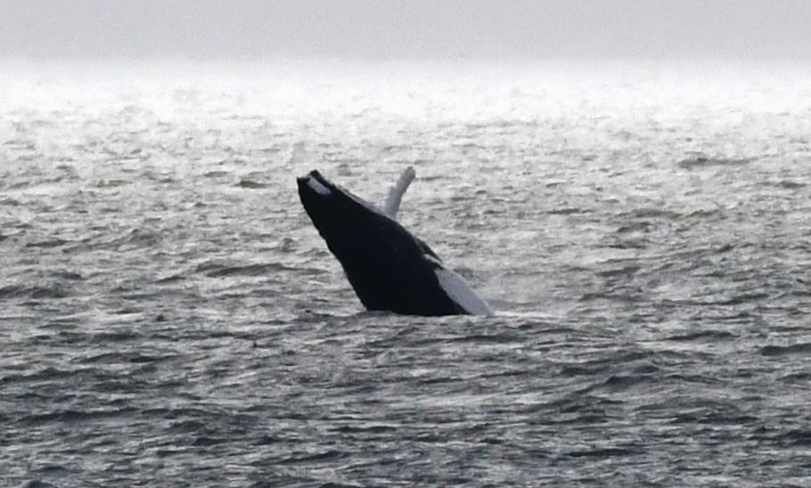 The whale doesn't seem to be camera shy. Picture: Ronnie Mackie