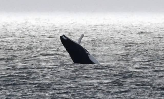 The whale doesn't seem to be camera shy. Picture: Ronnie Mackie