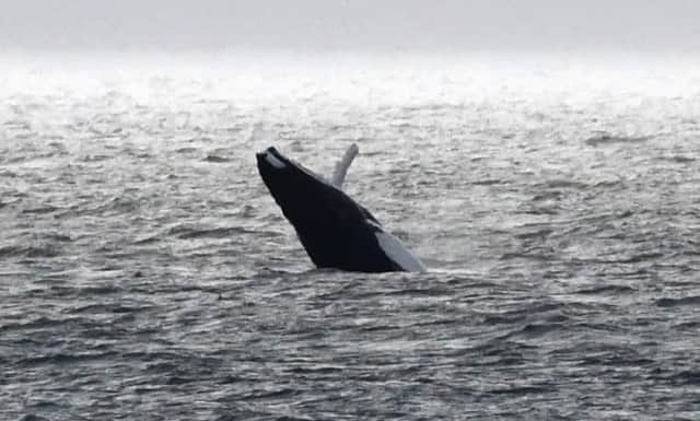 The whale doesn't seem to be camera shy. Picture: Ronnie Mackie