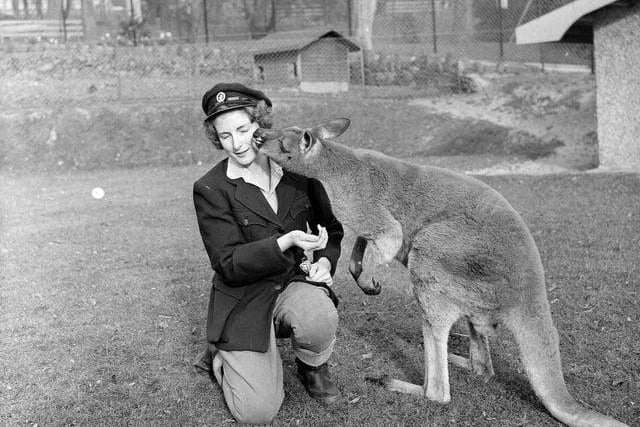 Helen Tait Animal Attendant at Edinburgh Zoo with a kangaroo November 1964