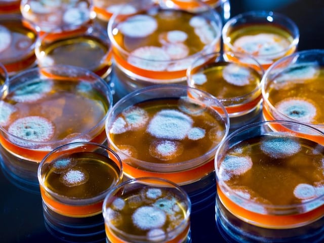 An invention that has saved thousands of lives, penicillin was discovered by Sir Alexander Fleming in 1928, a scientist born in Darvel, East Ayrshire.