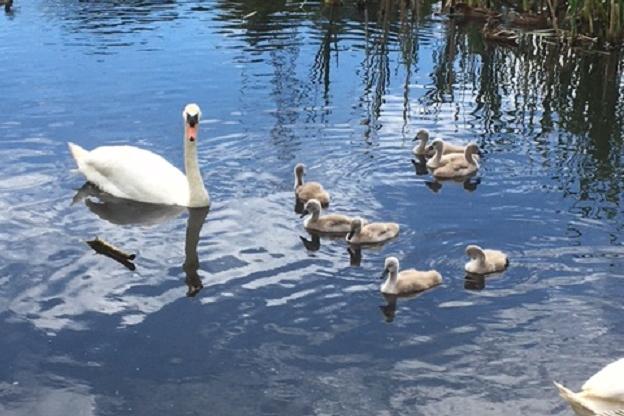 Swans at Helix Park (Pic: Sue Myles)