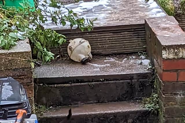 Emaciated bulldog put to sleep after collapsing in front of RSPCA ...
