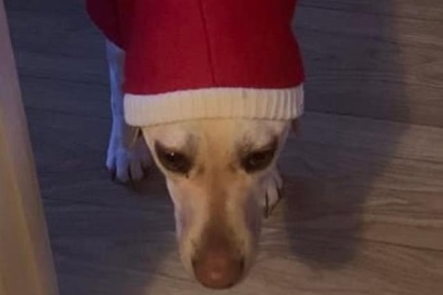 Tracy Butcher's picture of a pet in a Santa outfit.