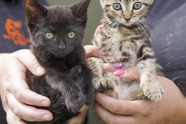 Kittens Skip and Twiglet. Pet ownership rocketed during the pandemic, but now some people are giving their animals away to cut costs. Picture Scott Merrylees