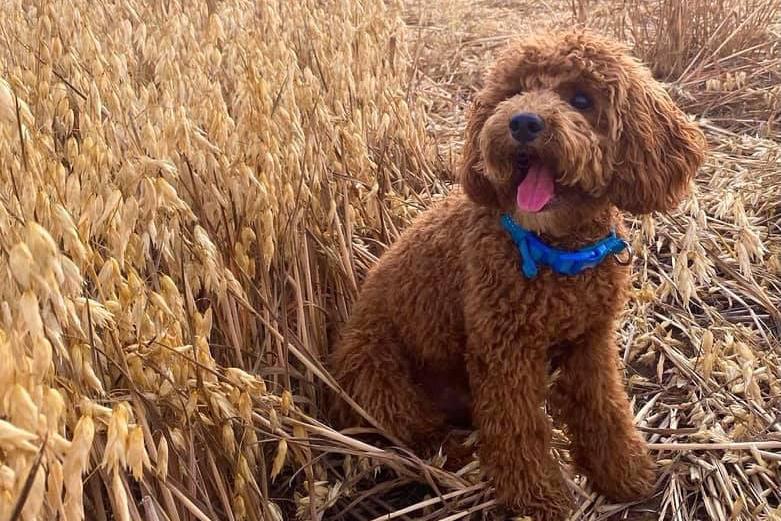 Seven-month-old Cavapoo Mac is having the best day out!