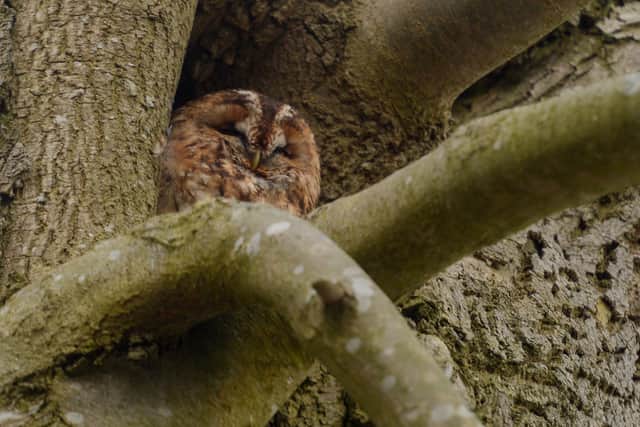 The Lydgate Lane owl rests happily in a tree. Picture: Dean Atkins