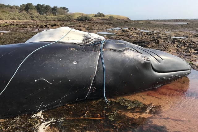 Dead whale washed up on East Lothian beach - near Dunbar