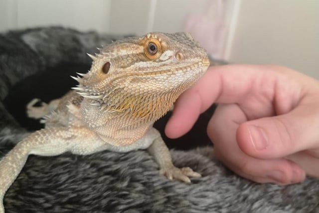 Clark Anderson sent us this picture of Elliot, the bearded dragon, adding: "We adopted this little guy last week"
