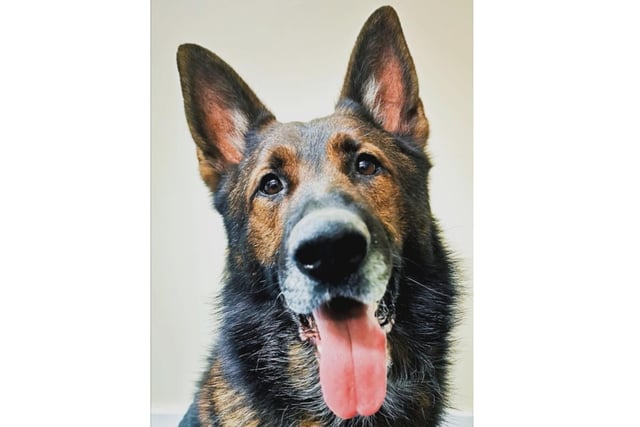 A five year old German Shepherd who works as a general purpose police dog
