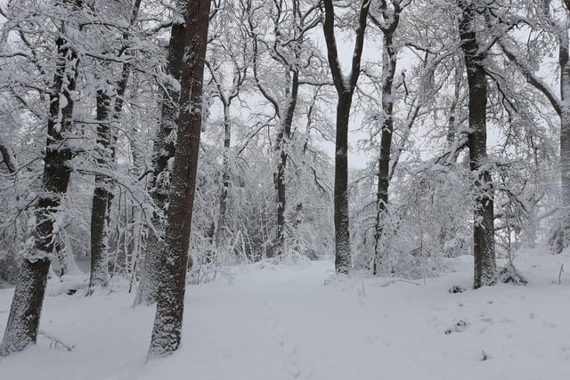 Pictured is Whiteley Woods' snowy trees and undergrowth looking like a scene from children's author C.S Lewis' magical land of Narnia.