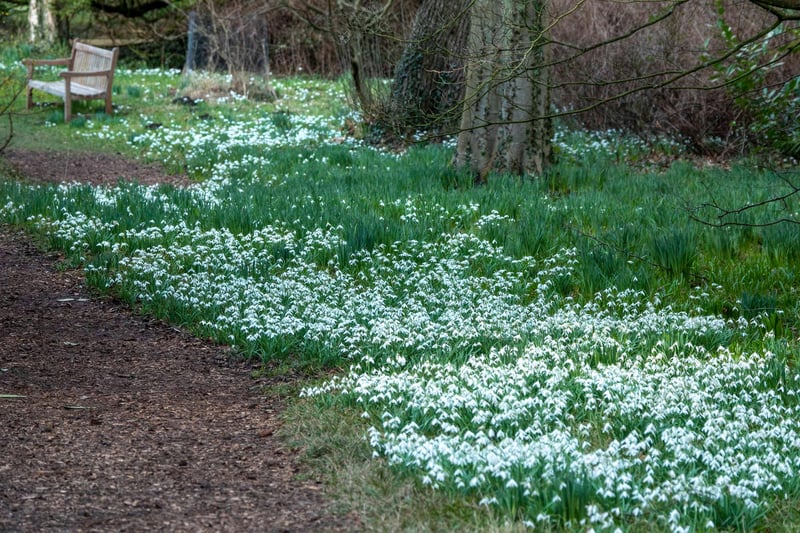 A carpet of snowdrops in a woodland walk. Picture: Jane Coltman