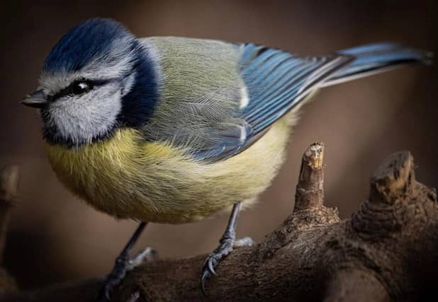 Little bird photographed by @captured_by_andrew