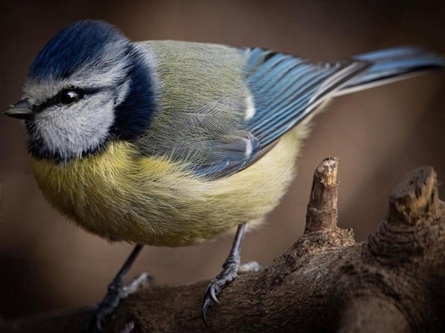 Little bird photographed by @captured_by_andrew