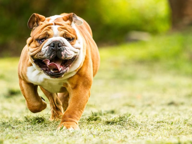 Fifth is the Bulldog, with 2,085 purchased.