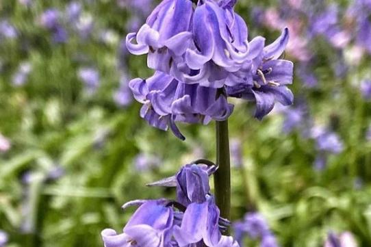 What a gorgeous bluebell from @anitabathgate