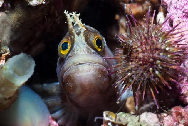 With its fixed mouth and consequent sad expression, this curious little fish always seems a rather doleful little creature. Despite this it often peers out of its refuge at the camera as it seems to want to know what’s going on." Paul Kay, Isle of Arran