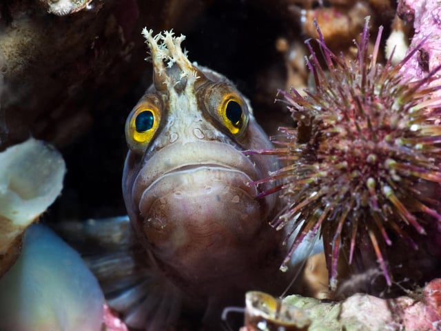 With its fixed mouth and consequent sad expression, this curious little fish always seems a rather doleful little creature. Despite this it often peers out of its refuge at the camera as it seems to want to know what’s going on." Paul Kay, Isle of Arran