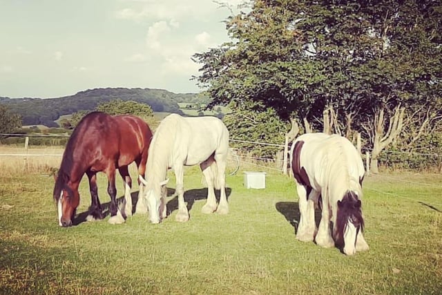 Horses George, Alfie and Amon grazing in a field during summer 2020. Shared by Helen Banner.