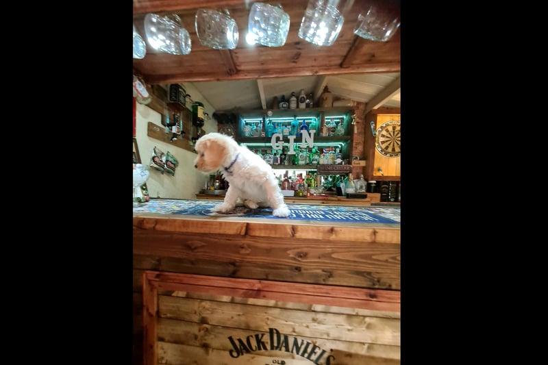 Andy Craig’s home bar called The Stumble Inn, Portchester, with Ned ready for customers.