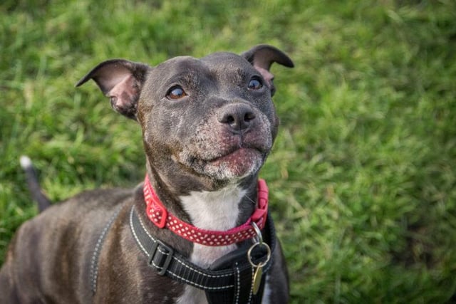 Winnie is a 7 year old female Staffie who loves human contact and getting out for a run around with a ball. She’s very cuddly and loves attention. She would look a home without any other pets