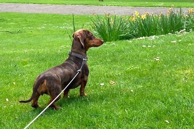 WInnie the dapple daschund, who has been on plenty of lockdown walks with owner Holly Petrie