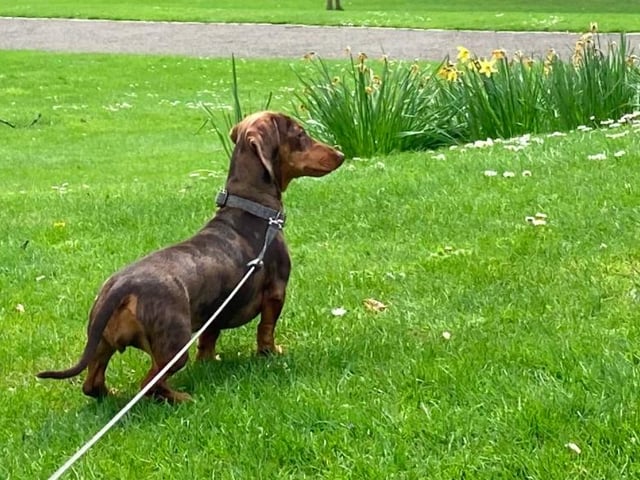 WInnie the dapple daschund, who has been on plenty of lockdown walks with owner Holly Petrie