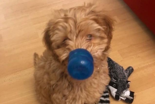 Australian labradoodle Ruby has her face mask ready, according to owner Claire McKernan