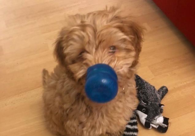 Australian labradoodle Ruby has her face mask ready, according to owner Claire McKernan
