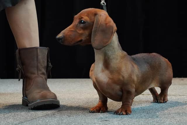 A Short Haired Dachshund in New York ahead of The 143rd Annual Westminster Kennel Club Dog Show in 2019. (Photo: Timothy A. Clary/AFP via Getty Images)